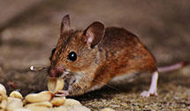 24 Hour & Emergency Exterminators in Naperville, IL
